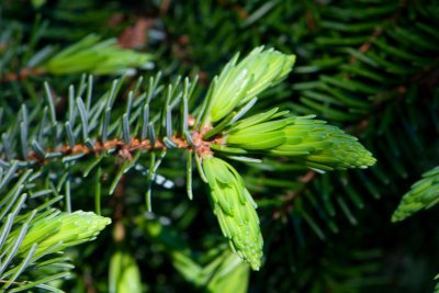Picea omorika 'Bautzen' - smrk omorika - jehlice